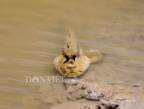  Cá thòi lòi sinh sống ở vùng nước mặn, nước lợ, có nhiều ở các bãi bồi. Loài cá này khá đặc biệt khi có hai chân trước, bơi lội dưới nước, di chuyển trên bùn, chạy nhảy trên cạn và có thể leo trèo trên cây. Ảnh: Dân Việt.