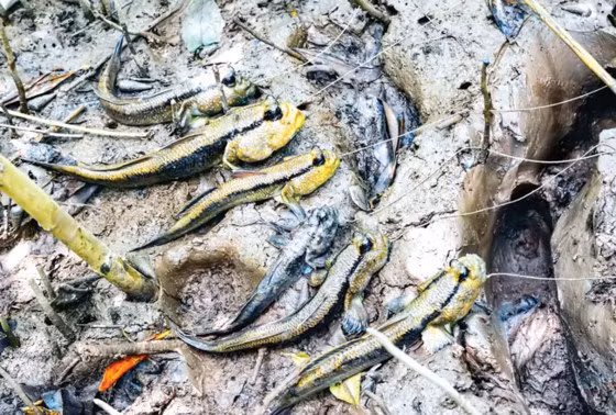 Cá thòi lòi có thể đào hang sâu đến vài mét để trú ngụ và thường sinh sống ở những bãi bồi trong rừng ngập mặn của Cà Mau. Để bắt cá thòi lòi, người dân thường đào hang, cắm câu, dùng sà vi…Ảnh: Sài Gòn Đầu Tư.