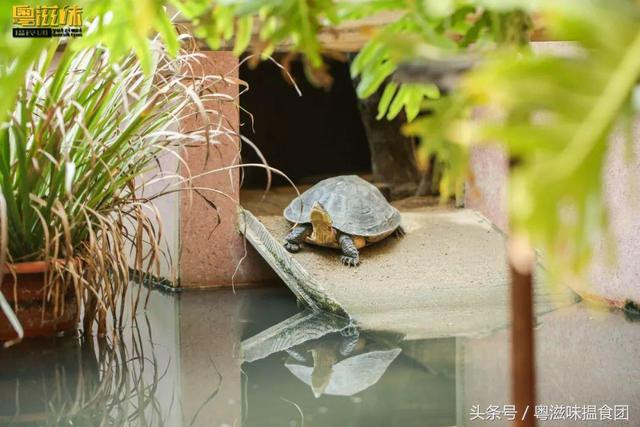 Đối với các khách du lịch đến từ phương Tây, nơi không coi rùa là đồ ăn, món này được liệt vào danh sách món tráng miệng kinh dị.