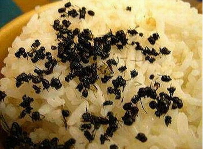 Xôi kiến: Đây là loại kiến được nuôi đặc biệt ở Trung Quốc, nó không giống như các loại kiến thông thường mà chúng ta vẫn thấy. Những con kiến sẽ được rang lên rồi ăn kèm với xôi. Rất ít người ở Singapore dám thử món ăn này, còn du khách nước ngoài thì cố gắng ăn thử vì tò mò.