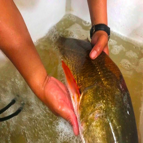 Can thu cau duoc ca la, nghi ca su vang o Quang Binh-Hinh-2