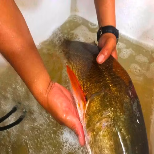 Can thu cau duoc ca la, nghi ca su vang o Quang Binh-Hinh-2