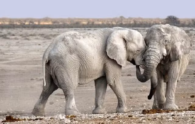  5. Voi châu Phi, 117 dB Những con voi là một trong những động vật cực kỳ thông minh và có tính xã hội trong thế giới động vật. Chúng sử dụng các loại âm thanh khác nhau để giao tiếp với nhau. Âm thanh đó bao gồm tiếng vòi, tiếng gầm, tiếng ầm ầm và tiếng khịt mũi. Sự thay đổi trong âm thanh này biểu thị những điều khác nhau như nguy hiểm và tức giận. Đôi khi kèn của voi có thể cao tới 117 dB. 