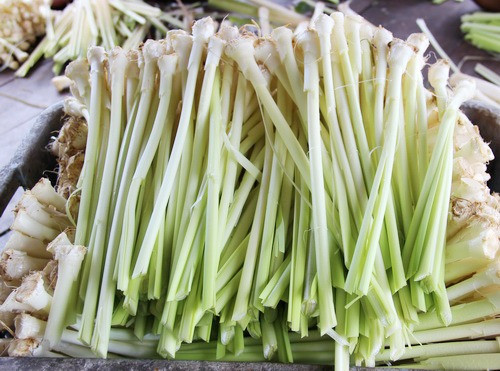 Trước khi nấu ăn, bồn bồn phải qua sơ chế, bỏ lá, tách lấy phần lõi non trắng nõn. Người ta thường trộn gỏi bồn bồn với tôm, thịt. Ngoài ra, người ta còn trộn món gỏi này với tai heo, thịt gà hoặc một số loại hải sản khác... Ảnh: Internet.