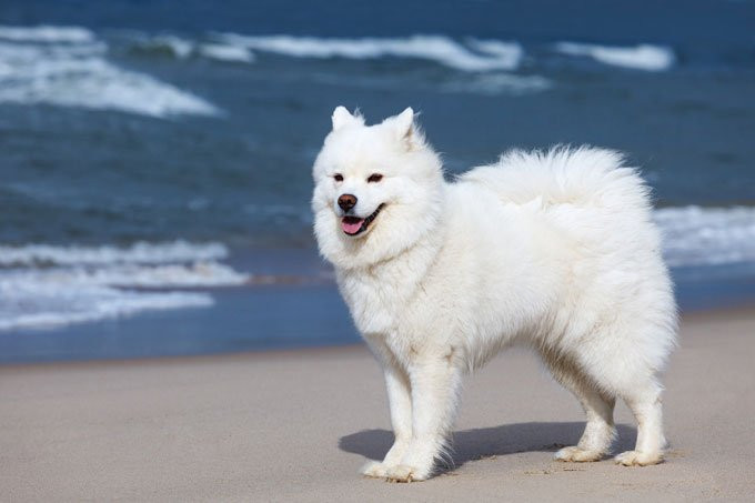  3. Samoyed (Sam) Tuổi thọ: 12 đến 13 năm Cân nặng: Cái: 16–20 kg, Đực: 20–30 kg Nguồn gốc: Nga, Xibia Chiều cao: Cái: 48–53 cm, Đực: 53–60 cm Thoạt nhìn thì Samoyed có vẻ giống husky vì chúng cũng thuộc giống chó săn, kéo xe tại vùng tuyết nhưng thuộc vùng Siberia. Samoyed hay có tên gọi khác là Sam có điểm đặc biệt khi mang một bộ lông trắng tinh, chúng thông minh năng động và rất nghịch ngợm, khi đói chúng có thể tự tìm ra thức ăn cho mình. Thời kỳ ban đầu, giống chó này được các thợ săn sử dụng nhiều, dần dà chúng được thuần hóa và trở thành kẻ đáng yêu trong gia đình và những người yêu chó. 