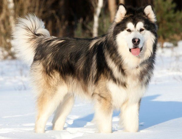  4. Alaska Malamute Tuổi thọ: 10 đến 12 năm Nguồn gốc: Alaska Các màu: Màu lông chồn &amp; trắng, Đen và trắng, Nâu và trắng, Đỏ và trắng, Xám và trắng, Màu hải cẩu &amp; trắng Tính khí: Affectionate, Loyal, Playful, Devoted, Friendly, Dignified Cân nặng: Cái: 32–38 kg, Đực: 36–43 kg Chiều cao: Cái: 56–61 cm, Đực: 61–66 cm Giống như Samoyed, Alaska cũng thuộc giống chó kéo xe ở vùng lạnh giá Alaska, xuất thân từ giống chó kéo xe nên chúng rất khỏe và năng động có sức dẻo dai và vô cùng nghịch ngợm nữa. Tại Việt Nam, đây là một giống loài được nhiều bạn trẻ nuôi rất phổ biến bởi sự đáng yêu cũng như rất trung thành của chúng. 