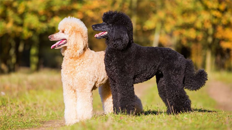  7. Poodle Tên khoa học: Canis lupus familiaris Tuổi thọ: 12 đến 15 năm Nguồn gốc: Đức, Pháp Chiều cao: Toy Poodle: 24 – 28 cm, Miniature Poodle: 28 – 35 cm, Standard Poodle: 45 – 60cm, Moyen poodle: 35 – 45 cm Bạn đừng ngạc nhiên khi Poodle rất thích nghịch nước, chúng có nguồn gốc là một giống chó săn dùng để săn các loại thủy cầm trong đó chủ yếu là vịt. Đây là những kẻ rất nhanh nhẹn, thông minh và nghe lời, sau một thời gian dài thuần chủng, Poodle dần trở nên đẹp hơn, chúng liên tục xếp vị trí đầu tiên trong danh sách những loài được yêu mến nhất. 