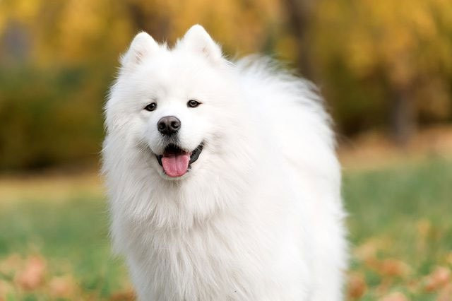  9. American Eskimo Tên khoa học: Canis lupus familiaris Tuổi thọ: 13 đến 15 năm Khối lượng: 8,2 – 16 kg (Cỡ tiêu chuẩn) Ở cuối danh sách này là giống Eskimo Mỹ có tên gọi tiếng anh là American Eskimo Dog, thuần thúy là giống chó cảnh tại Đức. Giống như Sam, Eskimo Mỹ có bộ lông trắng muốt, nhỏ xinh và rất đáng yêu. Chúng cũng đã được Gainsborough (một họa sĩ nổi tiếng người Anh) đưa vào các kiệt tác hội họa của mình bởi vẻ đẹp tự nhiên của chúng. 