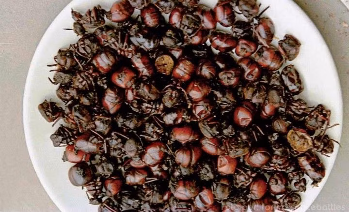 Hương vị của món ăn đặc sản này được ví với mùi đậu phộng, hoặc bì lợn, hơi đắng nhẹ. Số khác lại cho rằng, đó là mùi giống món bắp rang bơ. Thậm chí, nhiều người còn cho rằng vị của món ăn này giống như trứng cá tầm đắt đỏ.