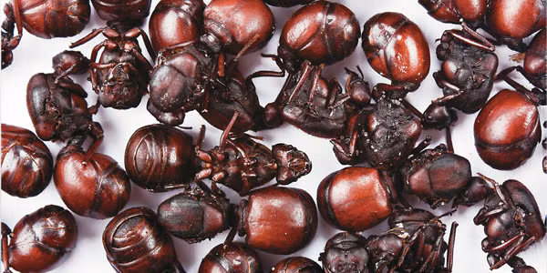 Không chỉ dùng đơn giản là nướng lên và ăn như một loại đặc sản, mà kiến mông to còn được người Colombia sử dụng trong rất nhiều món ăn khác nhau như: pizza, mì pasta, sốt của các món ăn...