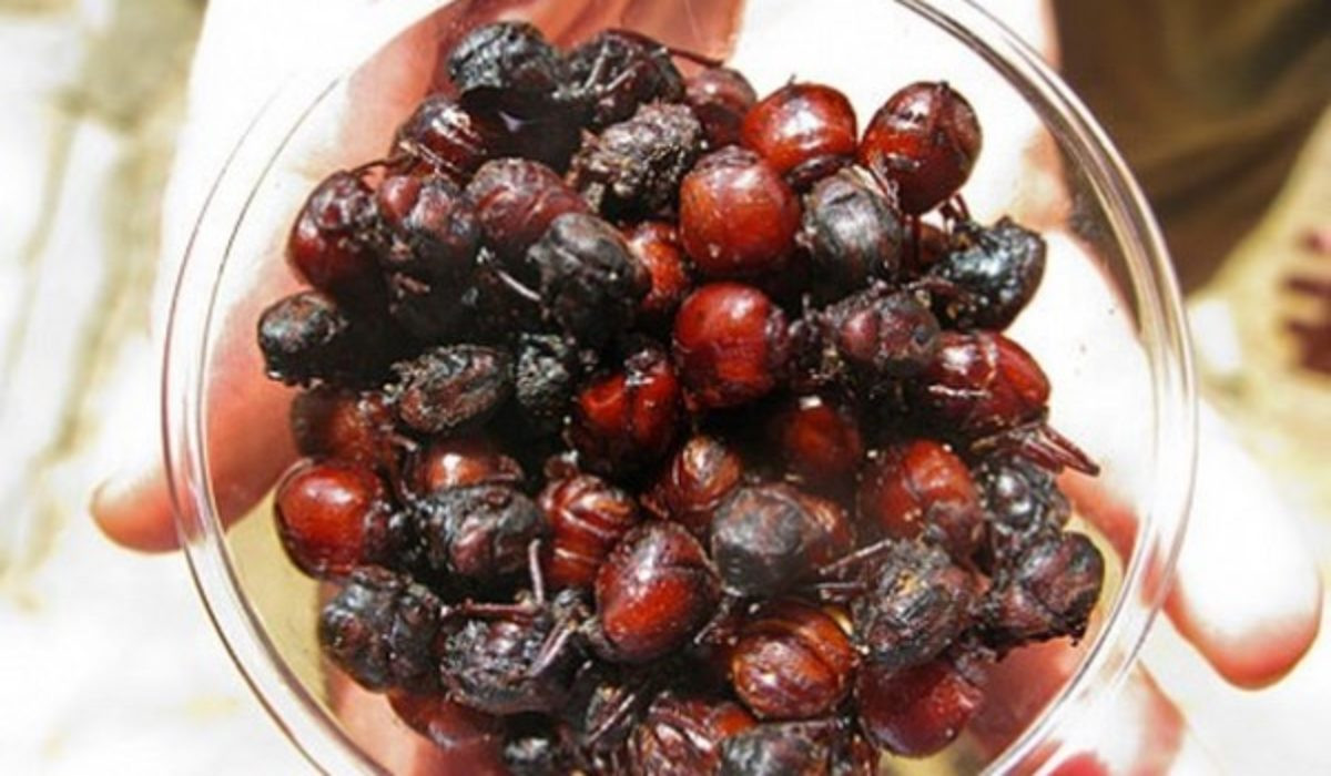 Thực khách có thể ngạc nhiên khi thấy món ăn này thậm chí được so sánh với cả hương vị của trứng cá tầm, tuy nhiên điều này cũng cực kỳ dễ hiểu, vì khi cắn một miếng kiến mông to bạn sẽ thấy bên trong nó đầy trứng, rất giống với món trứng cá tầm caviar.