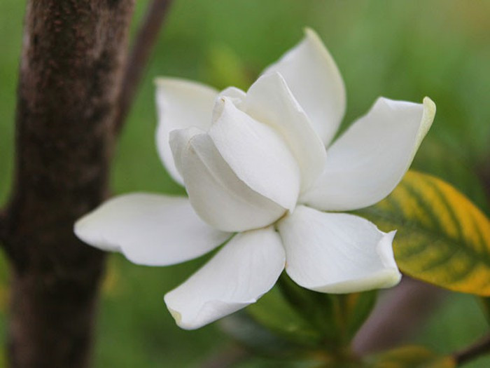 Cây hoa dành dành: Với thân cành có dáng đẹp, hoa có màu trắng tinh khiết và có mùi thơm quyến rũ cây được trồng rất nhiều để trang trí cho cảnh quan trong nhà. Cây hoa dành dành còn rất tốt cho giấc ngủ của bạn khi được trồng trong phòng ngủ.