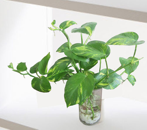 Cây trầu bà còn được gọi là cây hoàng tâm điệp, thiết mộc lan. Loại cây này cũng nằm trong danh sách về khả năng làm sạch không khí và tạo cảm giác thư thái để có một giấc ngủ sâu cho chủ nhân căn phòng. Ảnh: Boldsky, Internet.