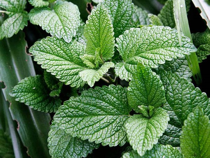 Bạc hà: Đây là một cây trồng dễ dàng phát triển và được biết đến để tăng tâm trạng và bộ nhớ của bạn khi trồng trong nhà.