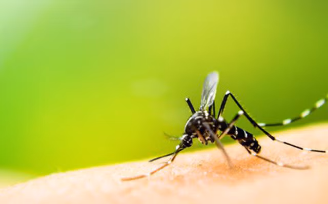 Muỗi hoạt động mạnh ở nhiệt độ từ 28-30 độ C, do đó nên hạn chế dùng điều hòa ở khoảng nhiệt độ này để “tiếp tay” cho chúng sinh sôi. Ảnh: Internet.