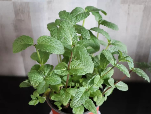 Trồng bạc hà: Mùi bạc hà cũng có thể xua muỗi. Trồng một chậu bạc hà trong nhà mùa hè vừa mát mắt, làm sinh tố mà còn đóng vai trò trong việc đuổi muỗi.