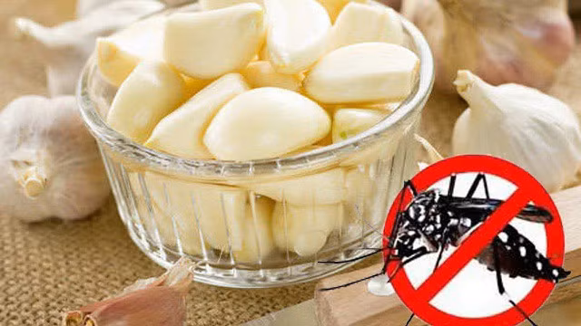 Mùi hương của tỏi cũng là cách diệt muỗi, nó sẽ làm lũ muỗi sợ và bay đi vì vậy hãy đặt bát tỏi nghiền nát vào những nơi muỗi thường bay đến để xua đuổi chúng bay đi.
