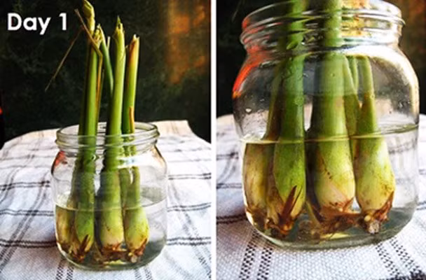 Hương của cây sả cũng làm cho muỗi sợ, bạn hãy trồng chậu cây sả trong phòng, có thể trang trí thành chậu cảnh dễ thương vừa giúp xua đuổi muỗi vừa có không gian mát mẻ và thân thiện trong phòng của mình.