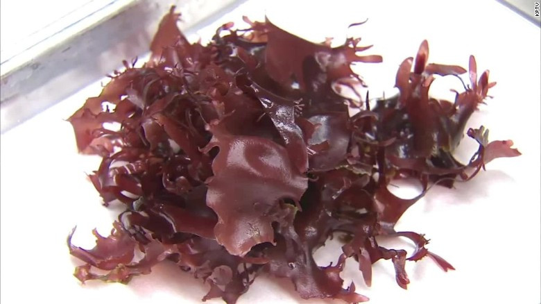 Dulse (Loại rong này sống chủ yếu ở Bắc Âu và cũng giàu dinh dưỡng như những loại rong khác). Đây là một loại rong biển có chứa một nhóm polysacarit độc đáo gọi là Fucoidans, có tác dụng giảm viêm trong cơ thể.