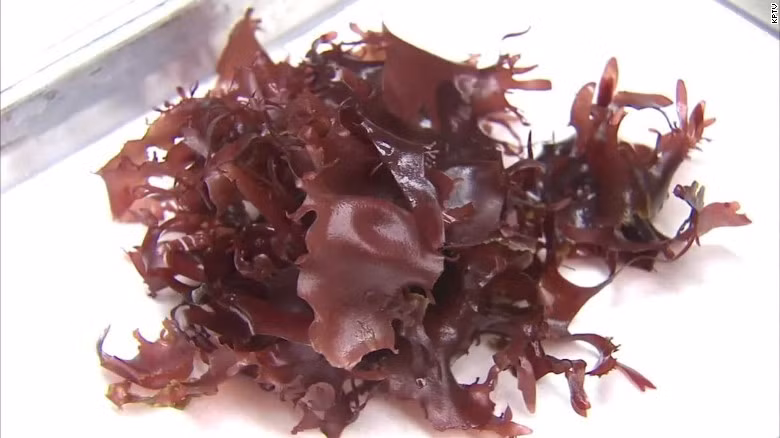 Dulse (Loại rong này sống chủ yếu ở Bắc Âu và cũng giàu dinh dưỡng như những loại rong khác). Đây là một loại rong biển có chứa một nhóm polysacarit độc đáo gọi là Fucoidans, có tác dụng giảm viêm trong cơ thể.