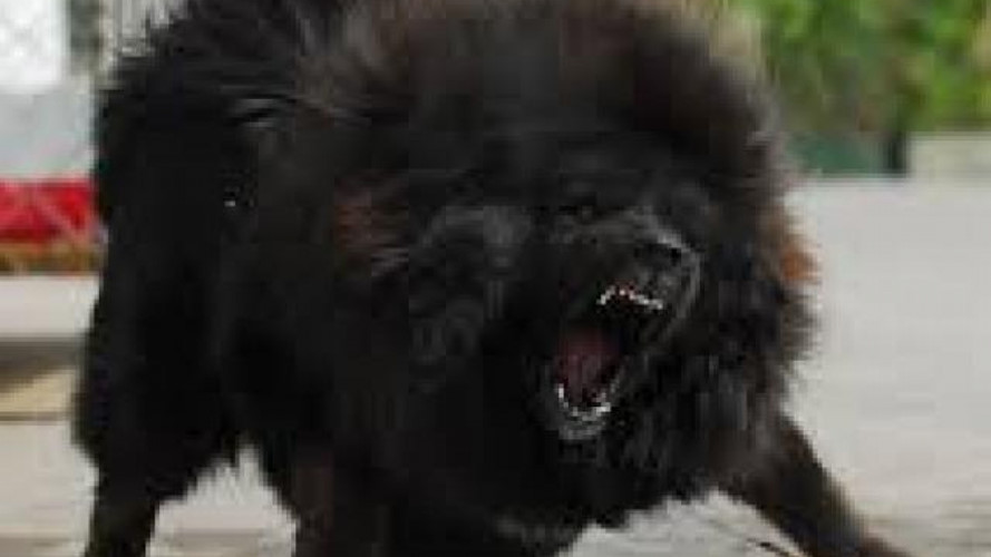 Tháng 7/2018, bé gái tròn 8 tháng tuổi nặng 10kg (Đội Cấn, Hà Nội) bị con chó ngao Tây Tạng cắn. Dù gia đình ngay lập tức phát hiện, đưa vào viện cấp cứu nhưng do mất máu quá nhiều, hai tiếng cứu chữa không có kết quả, gia đình đã xin đưa bé về nhà. Bé nhập viện trong tình trạng mạch không, huyết áp không, tái nhợt, biến chứng nặng nề của sốc mất máu.