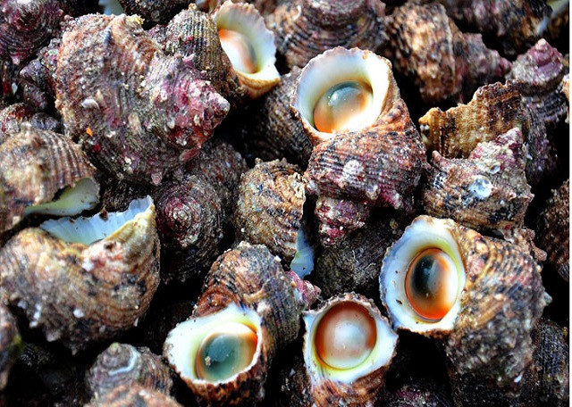 Ốc mặt trăng: Ốc mặt trăng xào sả ớt, nướng bơ, hấp gừng … chắc chắn là những món ăn không thể bỏ qua khi du lịch Cù Lao Xanh (Bình Định) cho gia đình. Đây là món hải sản tươi ngon đậm hương vị biển cả khiến bạn phải suýt xoa khi thưởng thức.