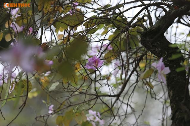 Trị giun đũa: Vỏ thân cây hoa ban tươi cạo bỏ lớp vỏ bần bên ngoài, thái mỏng, giã nát, vắt lấy nước, mỗi ngày uống 4 thìa cà phê, ngày 1 lần, uống 4 ngày liền.