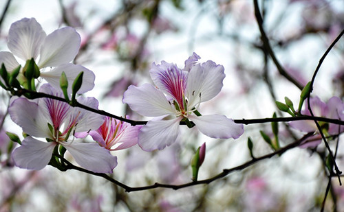 Lá hoa ban có tác dụng hạ đường huyết. Một loại protein giống như insulin có trong lá của cây hoa ban về khối lượng phân tử cũng như tác dụng hạ đường huyết. Có hiệu quả trong điều trị cả bệnh tiểu đường týp I và týp II.