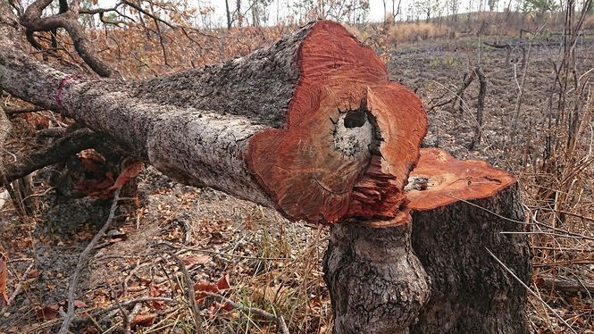 Hang chuc ha rung bi dot, chat pha o huyen bien gioi Ea Sup-Hinh-2