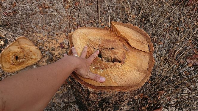 Hang chuc ha rung bi dot, chat pha o huyen bien gioi Ea Sup-Hinh-3