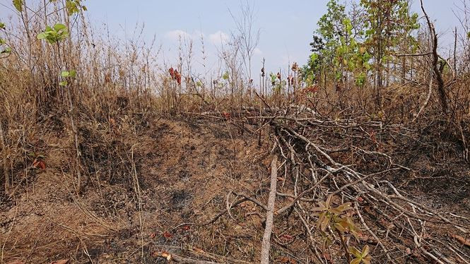 Hang chuc ha rung bi dot, chat pha o huyen bien gioi Ea Sup-Hinh-5