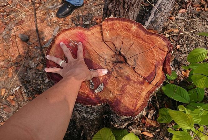 Hang chuc ha rung bi dot, chat pha o huyen bien gioi Ea Sup