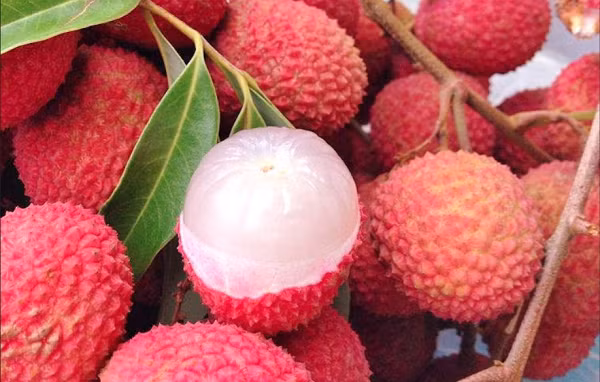 Cách trị thâm nám bằng quả vải Chuẩn bị: 4-5 quả vải, bỏ vỏ và hột, lấy phần cùi vải; 2-3 cục bông.