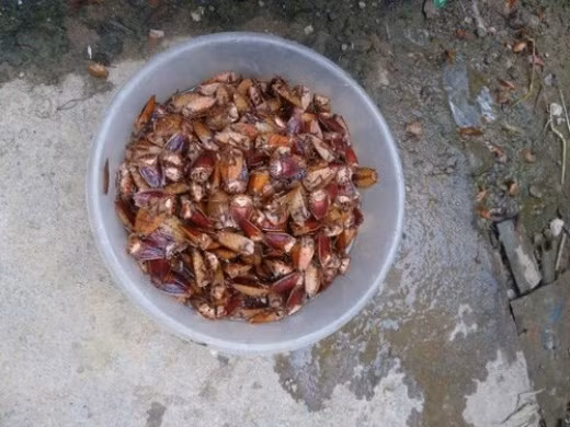 Bọ xít rừng. Bọ xít rừng hôi hơn nhiều so với bọ xít nhà, nhưng ăn lại ngon và bổ hơn. Bọ xít rừng được chế biến rất đơn giản, ngâm qua nước gạo đã pha ớt để khử bớt mùi hôi.