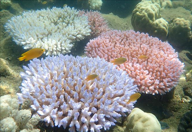 Rạn san hô Great Barrier ở Australia bị tẩy trắng hàng loạt ngày 19/4/2018. Ảnh tư liệu: AFP/TTXVN.