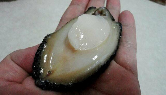 Thịt của bào ngư là một khối cứng giòn, có mùi thơm ngon và rất bổ dưỡng.