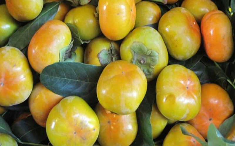 Giúp cho hệ tiêu hóa khỏe mạnh: Quả hồng giòn cũng là một nguồn tốt cung cấp chất xơ, đáp ứng gần 20% nhu cầu hàng ngày giúp thúc đẩy nhanh quá trình tiêu hóa, chống lại bệnh ung thư đại tràng và các bệnh tương tự khác.