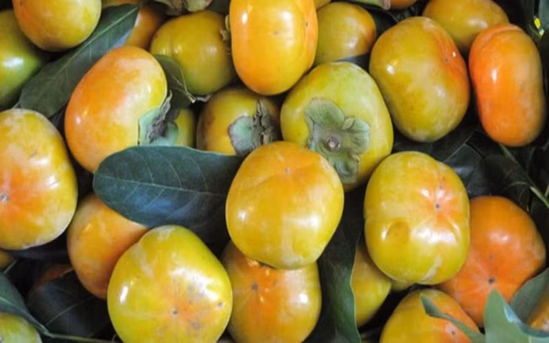 Giúp cho hệ tiêu hóa khỏe mạnh: Quả hồng giòn cũng là một nguồn tốt cung cấp chất xơ, đáp ứng gần 20% nhu cầu hàng ngày giúp thúc đẩy nhanh quá trình tiêu hóa, chống lại bệnh ung thư đại tràng và các bệnh tương tự khác.