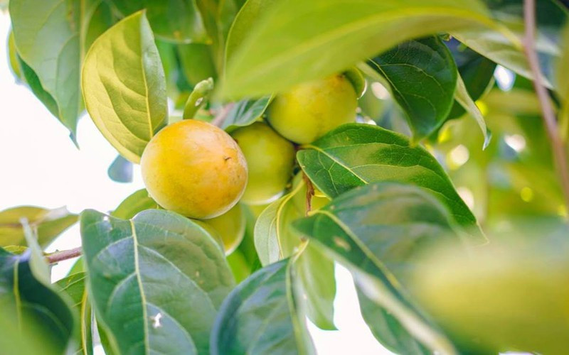 Tăng chuyển hóa: Hồng có chứa một số thành phần của vitamin B phức, chẳng hạn như piridoksamin, axit folic (vitamin B9) và thiamin hỗ trợ quá trình trao đổi chất của toàn bộ cơ thể.