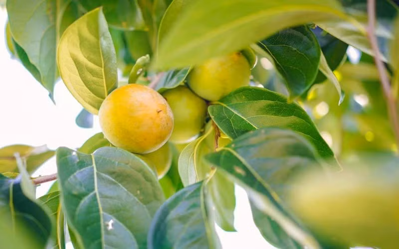 Tăng chuyển hóa: Hồng có chứa một số thành phần của vitamin B phức, chẳng hạn như piridoksamin, axit folic (vitamin B9) và thiamin hỗ trợ quá trình trao đổi chất của toàn bộ cơ thể.