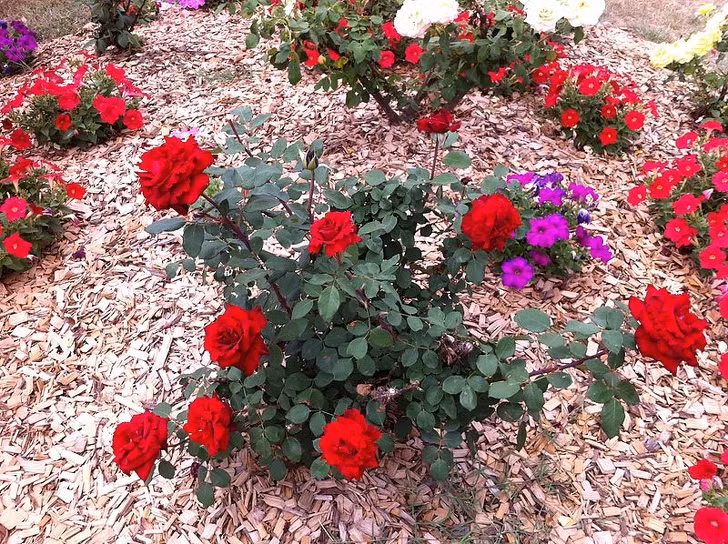 Sử dụng gỗ tuyết tùng xung quanh nhà: Mùi gỗ tuyết tùng là thứ mà nhiều loài côn trùng, bao gồm cả nhện, không thích. Vì vậy, hãy dải thêm một chút vụn gỗ tuyết tùng xung quanh ngôi nhà để côn trùng tránh xa.