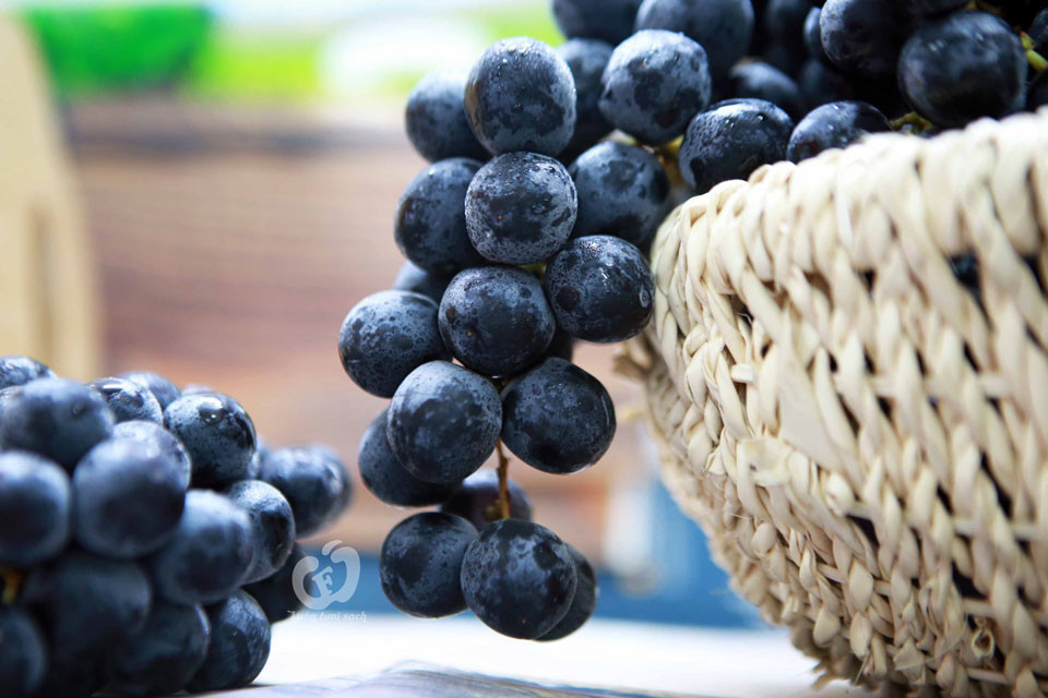 Nho đen: Trong danh sách đau mắt đỏ nên ăn gì không thể thiếu nho đen. Nho đen là một loại quả mọng, chứa nhiều anthocyanin (một loại flavonoid). Chất này giúp cải thiện thị lực, tăng khả năng nhìn rõ các vật ở xa. Trung bình, mỗi 100 gram quả mọng có thể cung cấp từ 190 đến 270 miligam anthocyanin.