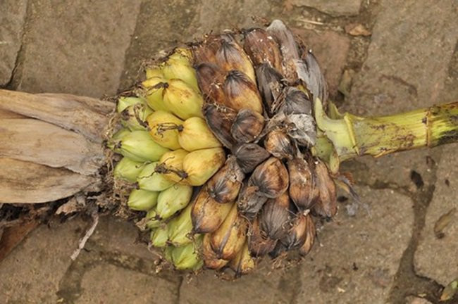 Mỗi cây chuối cô đơn chỉ có một buồng. Số nải trên mỗi buồng dao động từ 6-10, trên mỗi nải trung bình 14-15 quả.