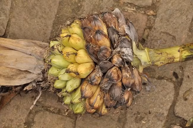 Mỗi cây chuối cô đơn chỉ có một buồng. Số nải trên mỗi buồng dao động từ 6-10, trên mỗi nải trung bình 14-15 quả.