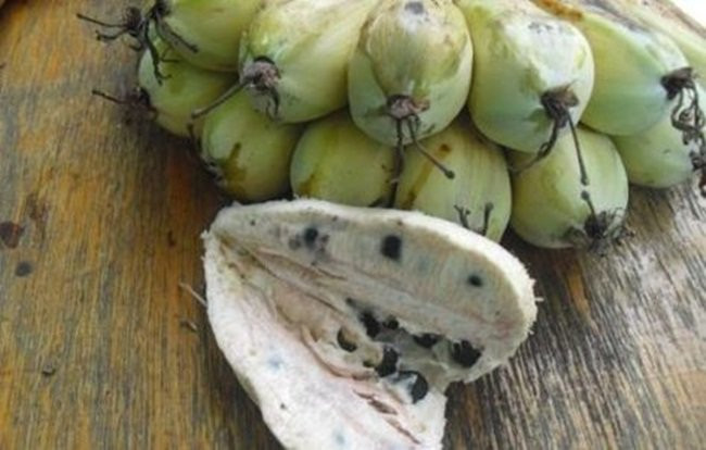 Khi trồng, cây đòi hỏi lượng nước trung bình. Nhưng đất phải luôn tơi xốp để tránh bị khô.