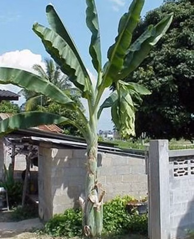 Chiều cao chúng có thể lên đến 5m. Từ khi mọc đến khi ra quả chỉ có một cây, không có cây con như các giống chuối khác.