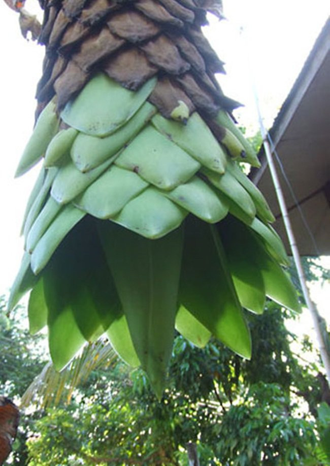 Trong quả có nhiều hạt. Mỗi buồng có thể thu tới 5kg hạt chuối.