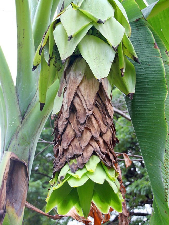 Loại cây này cũng có ở Việt Nam. Ninh Thuận là tỉnh đang nhân giống, trồng nhiều cây chuối cô đơn.