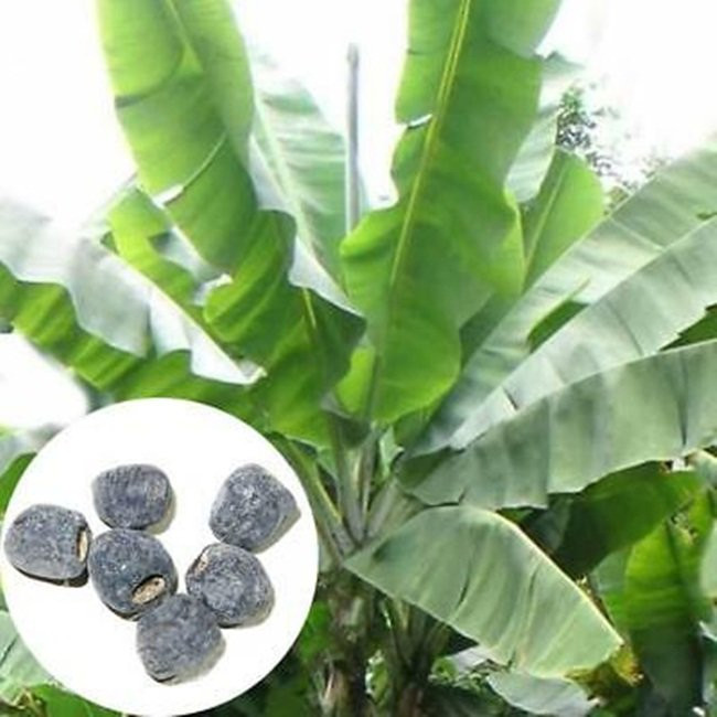 Hạt chuối được rao bán trên mạng có giá tới 150.000 đồng/túi.