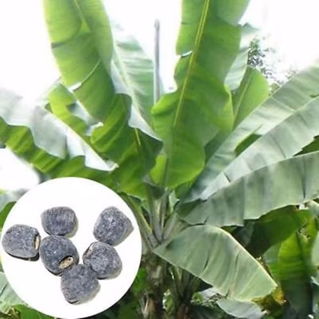 Hạt chuối được rao bán trên mạng có giá tới 150.000 đồng/túi.